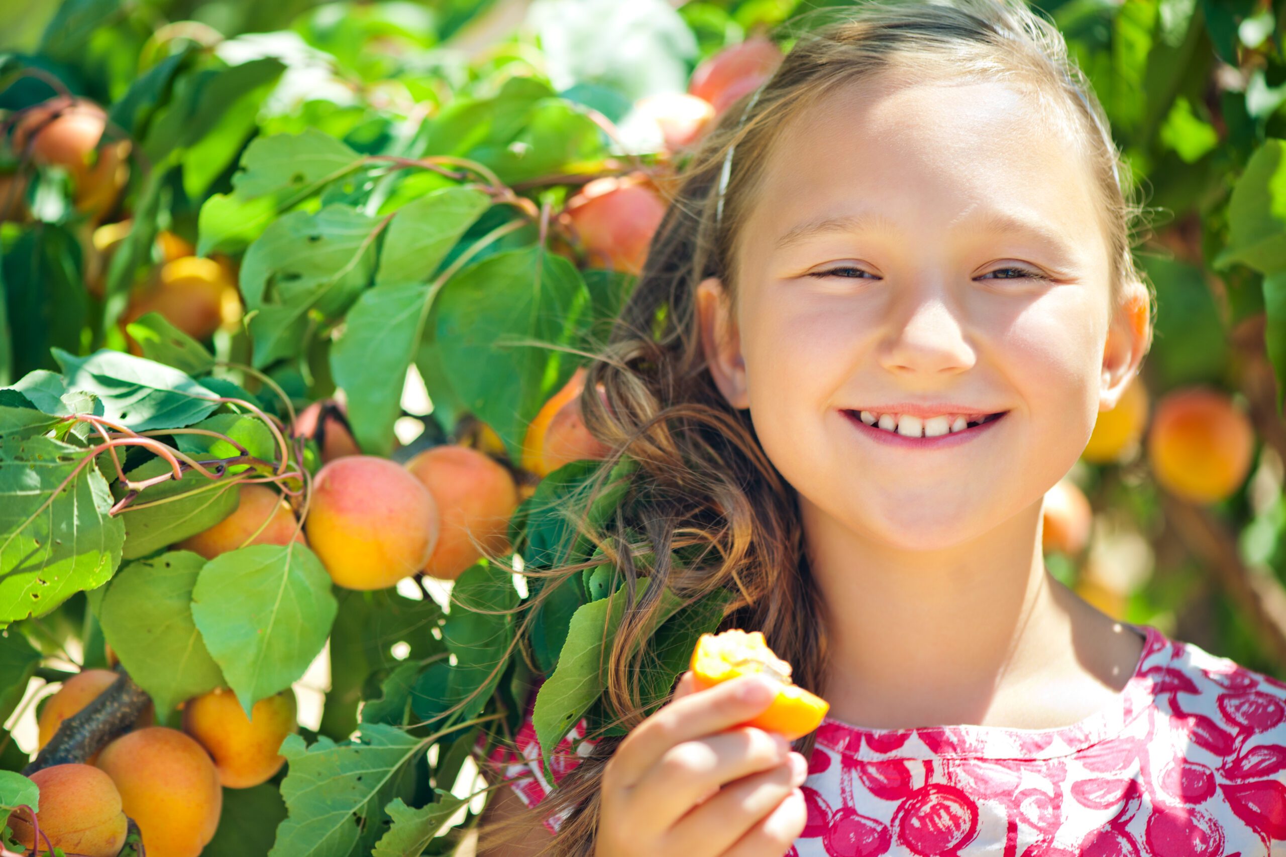 Little girl harvesting apricots